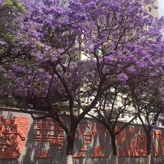 漳州藍花楹